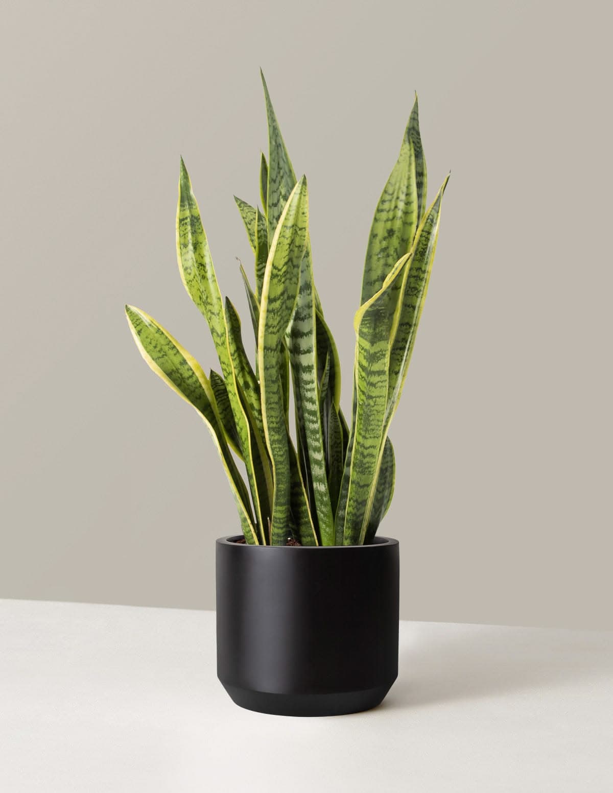 Snake Plant Green