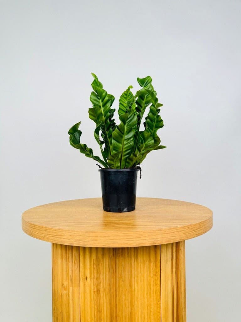 Cobra Fern
