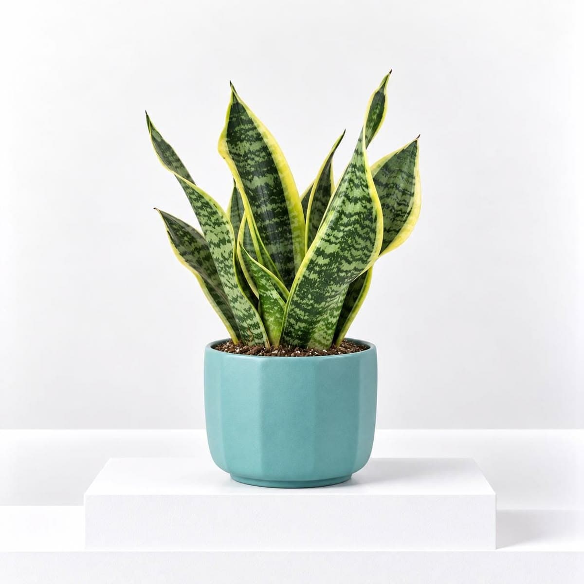 Sansevieria Superba Green