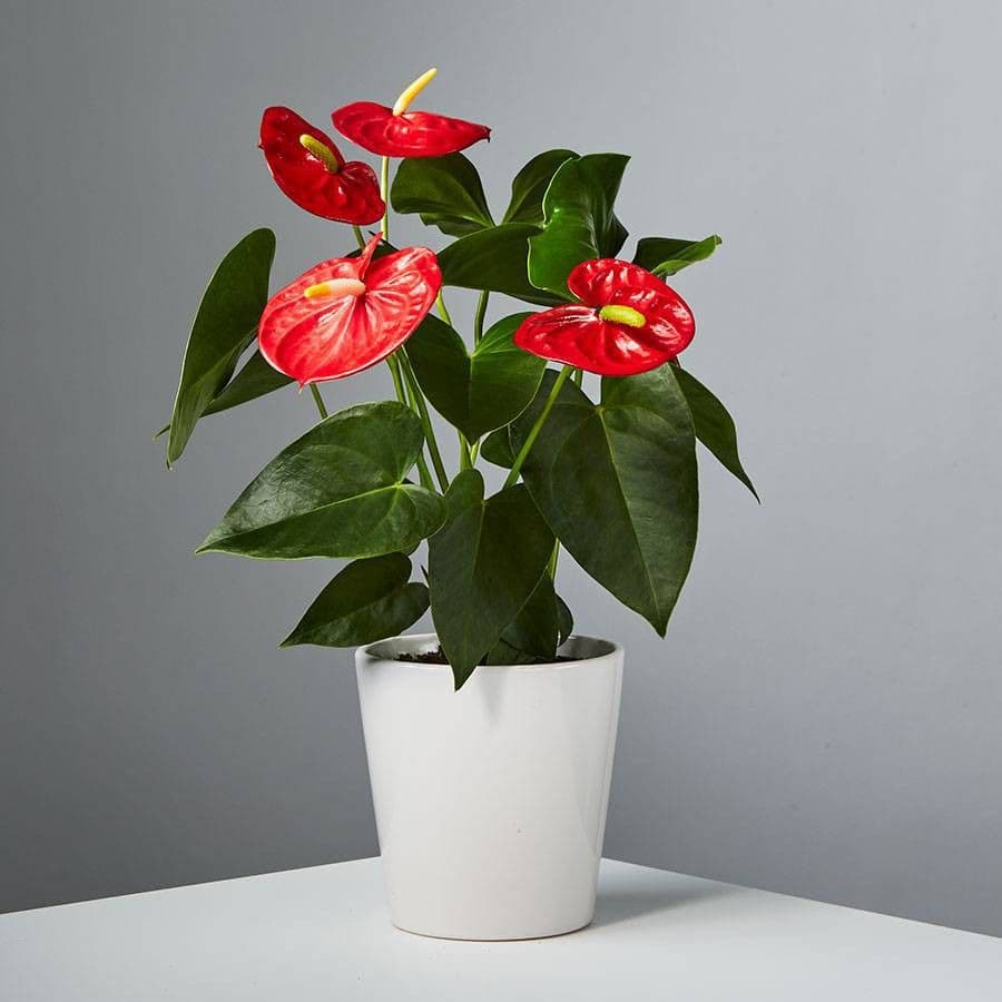 Anthurium Red