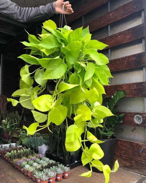 Money Plant Golden Hanging Pot