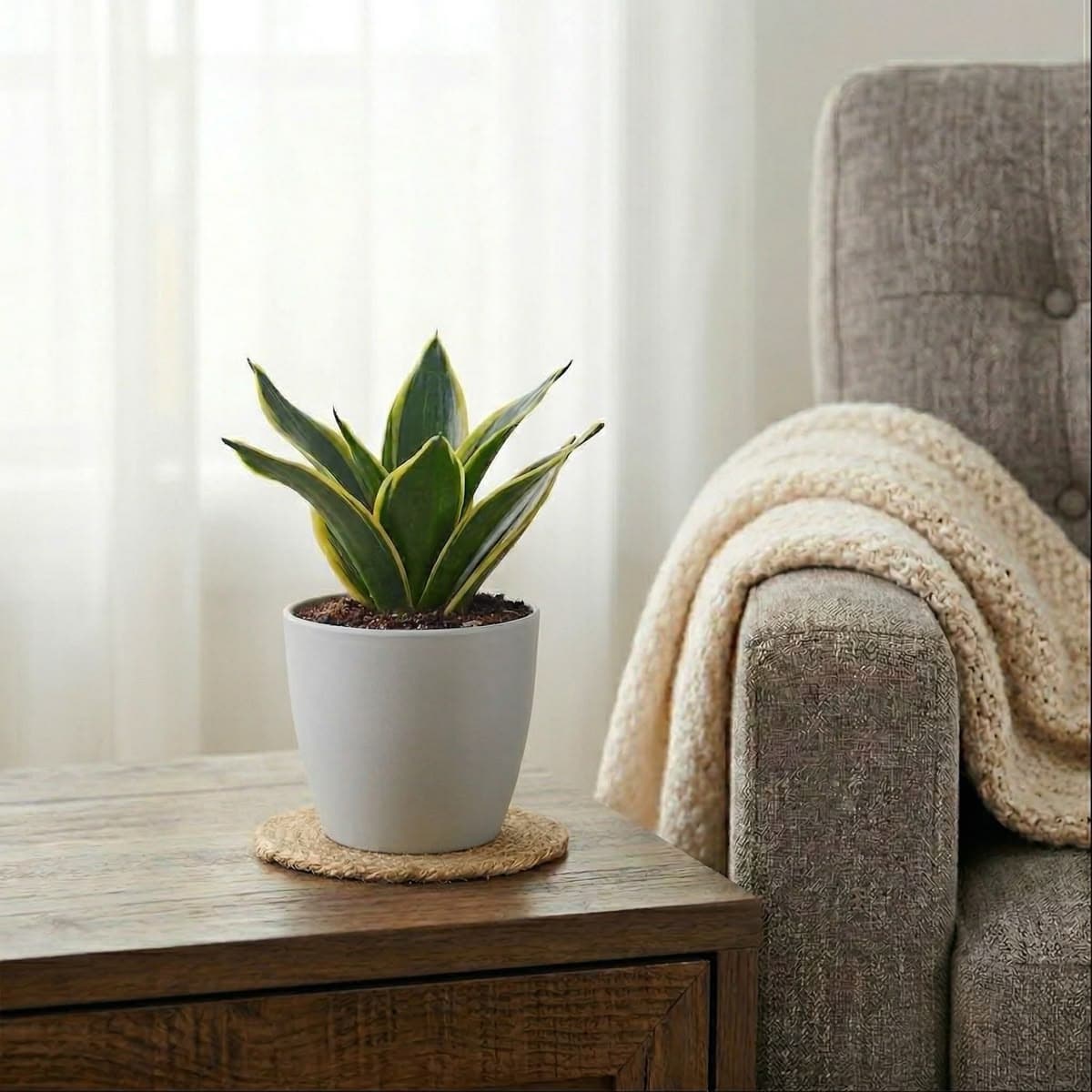 Snake Plant Golden Hahnii