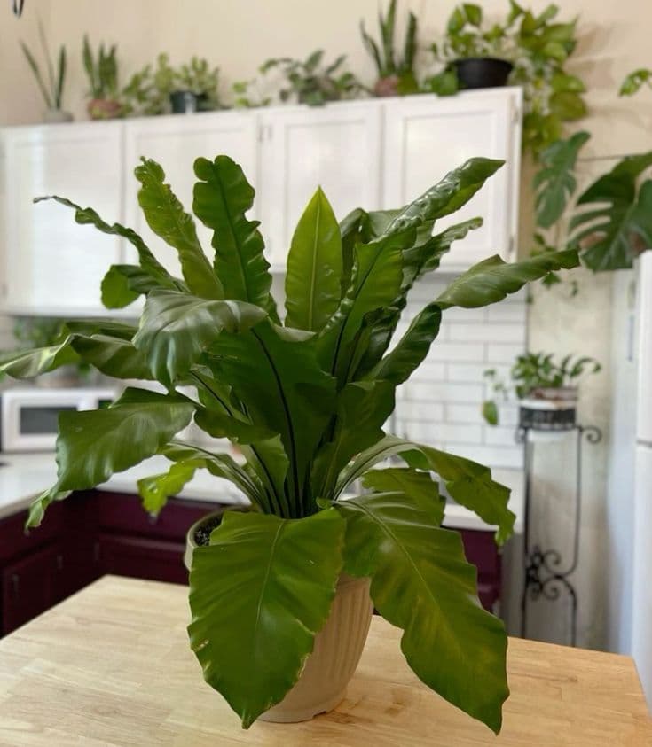 Osaka Bird Nest Fern