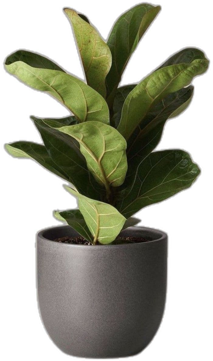Fiddle Leaf Fig Bambino