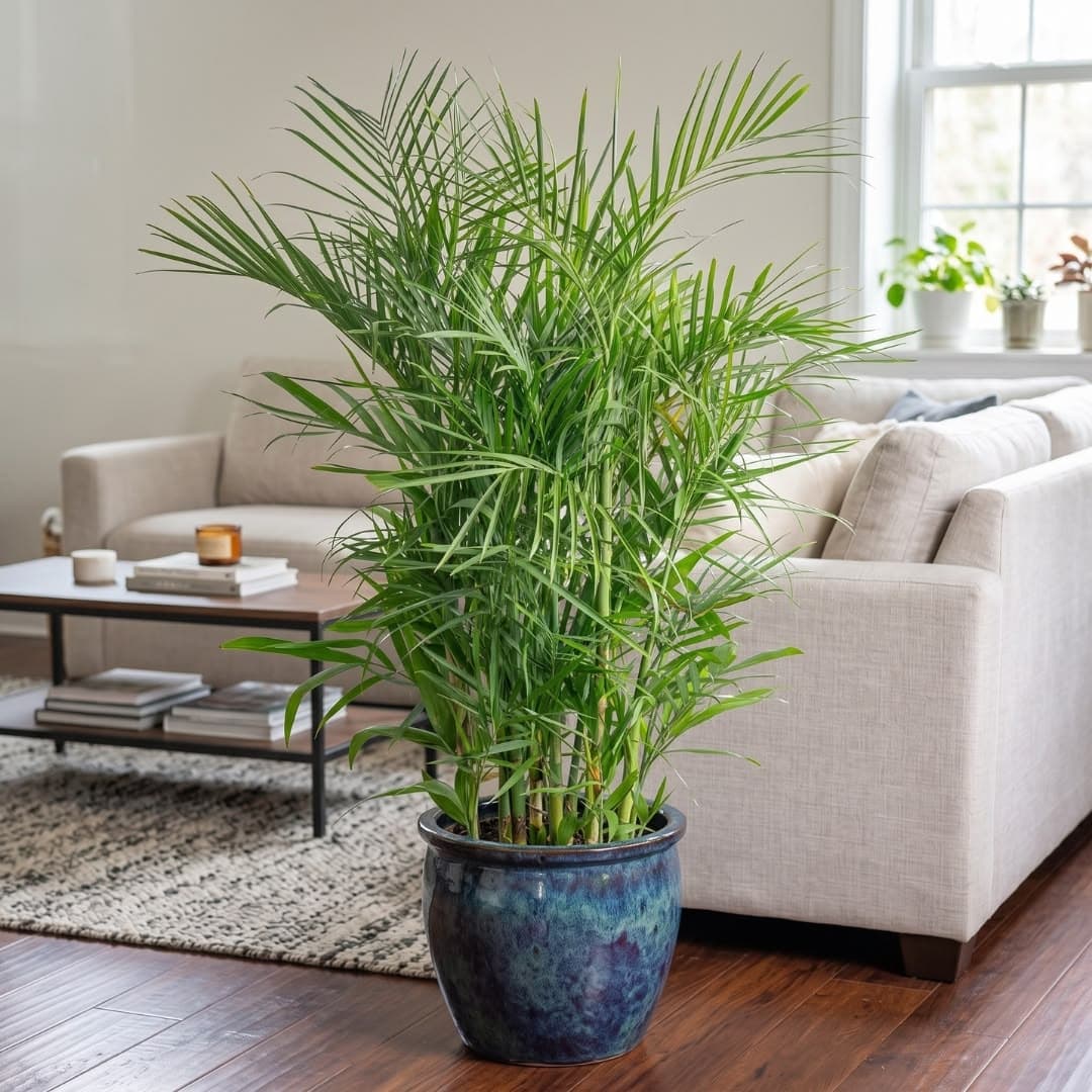 Bamboo Palm styled in a room
