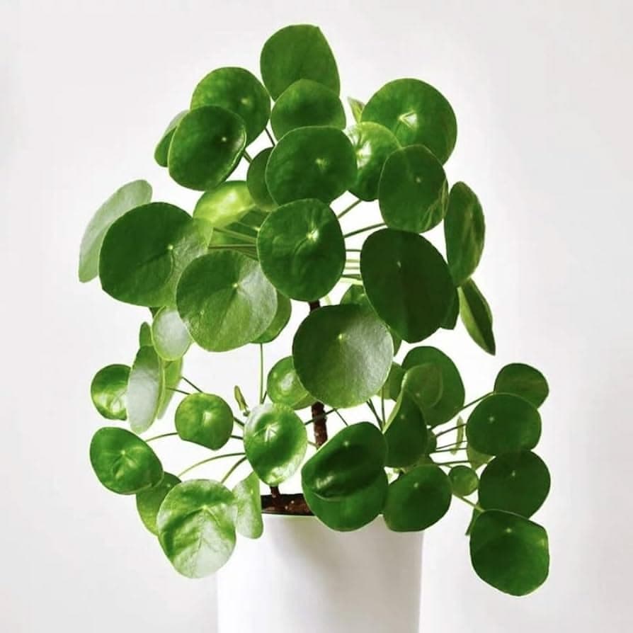 Money Plant Variegated