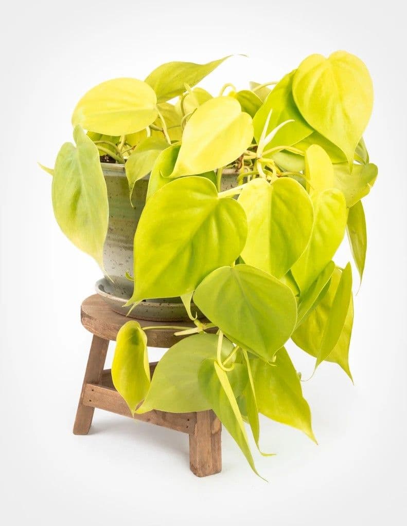 Philodendron Oxycardium Golden