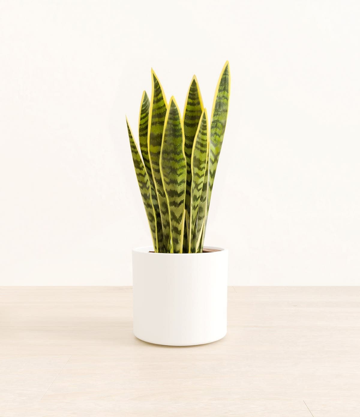 Snake Plant Golden