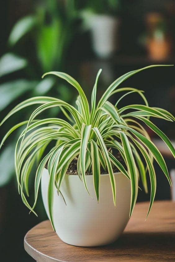 Pandanus