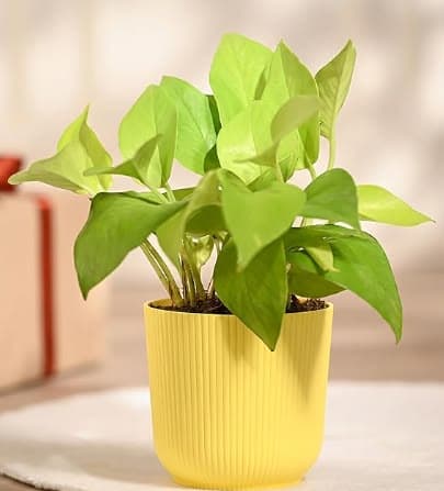 Money Plant Golden Set of 2