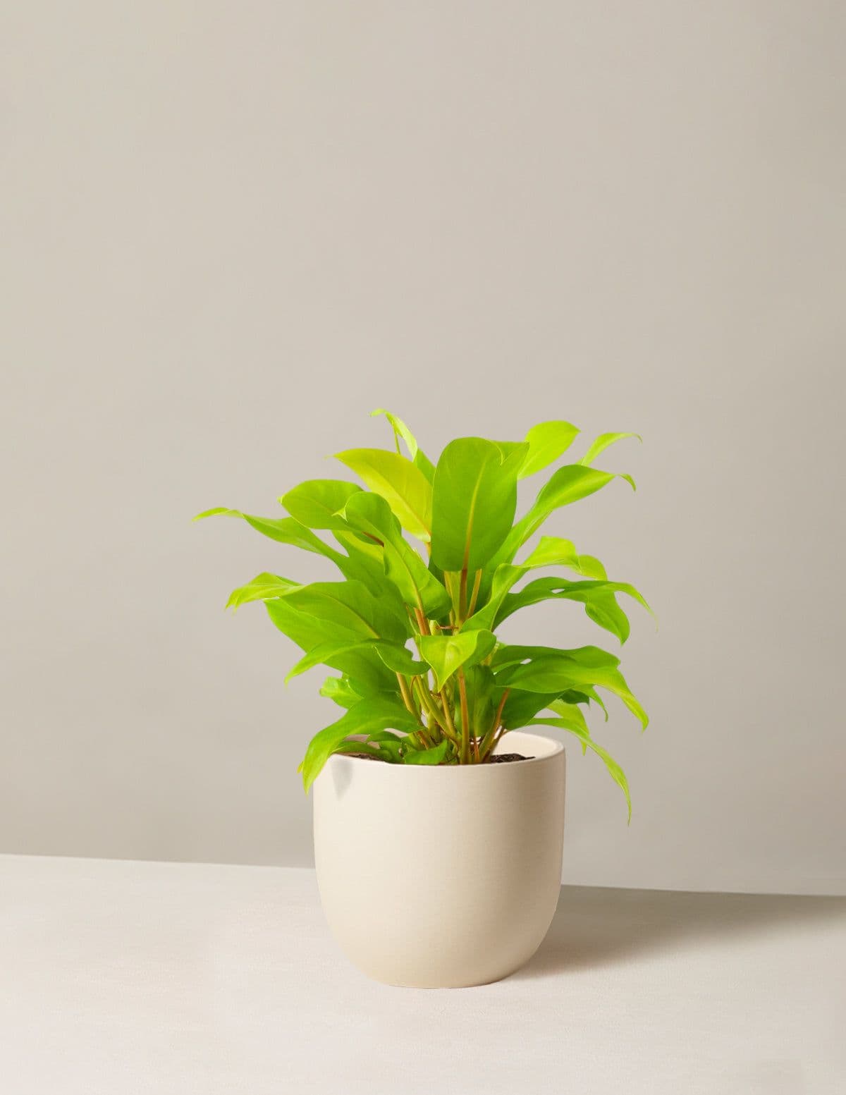 Philodendron Ceylon Golden
