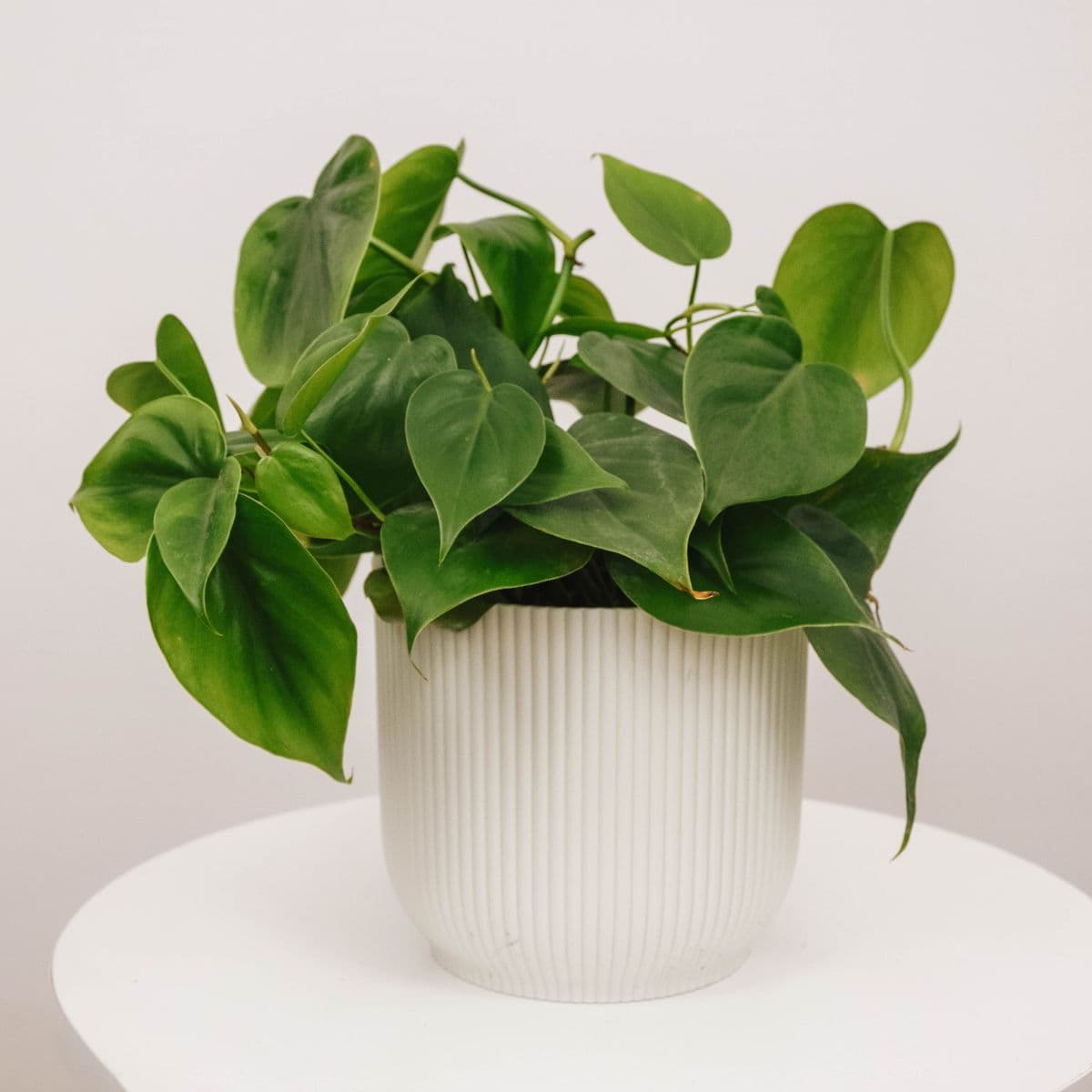 Philodendron Oxycardium Green