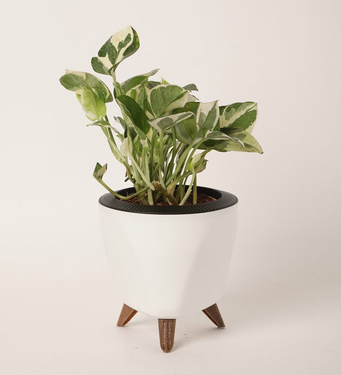 Money Plant N'Joy