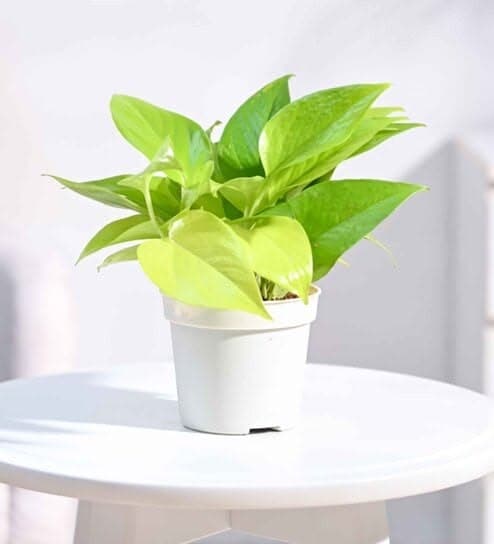 Money Plant Golden